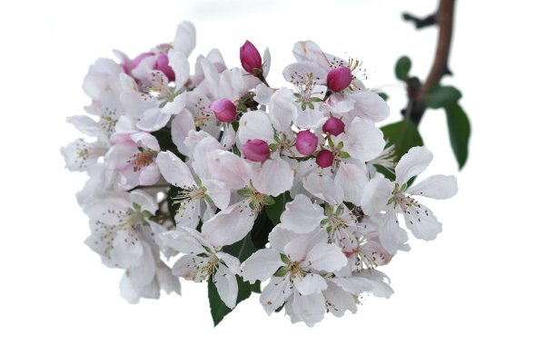 Ветка яблони Реал тач