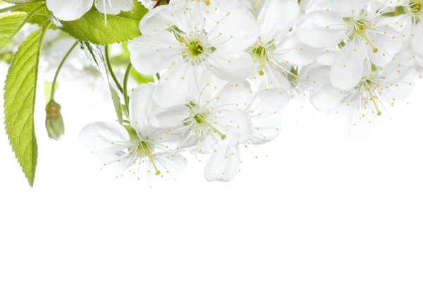 Весенний клипарт на прозрачном фоне