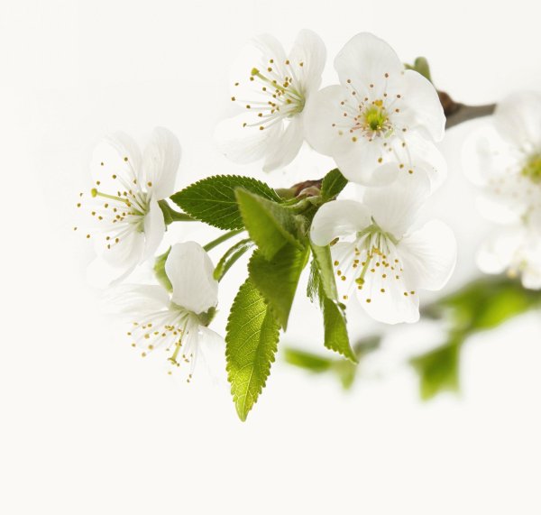 Ветка яблони