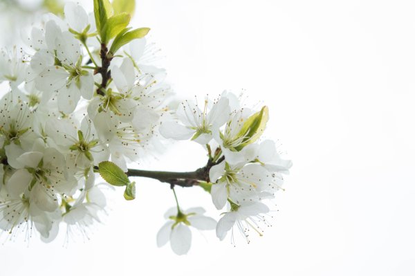 Яблоневый цвет на белом фоне