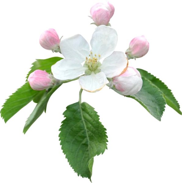 Цветы яблони на прозрачном фоне