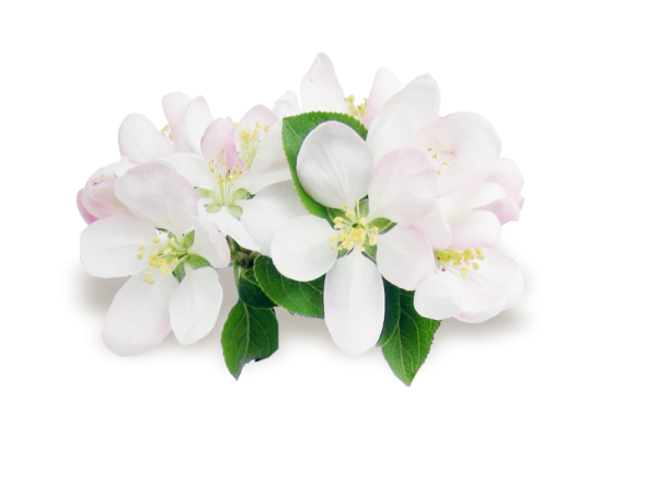 Ветка яблони