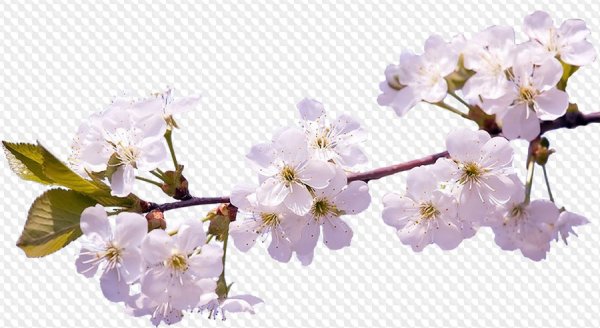 Весенние цветы на прозрачном фоне