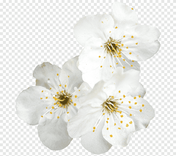 Веточка жасмина