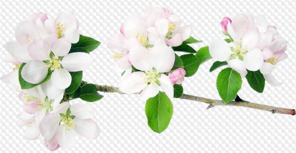 Ветка цветущей яблони