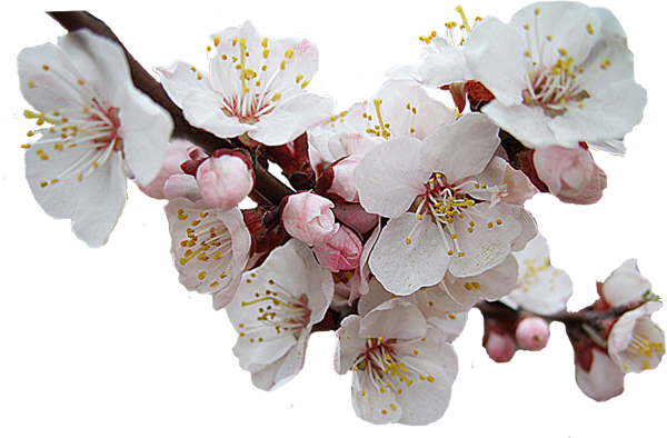 Ветка цветов