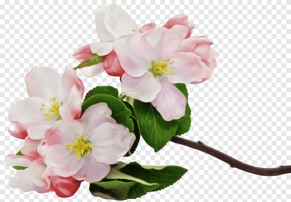 Яблоневый цвет