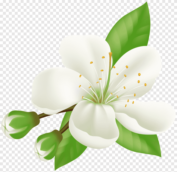 Ветка черемухи на прозрачном фоне