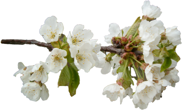Яблоня в цвету на прозрачном фоне