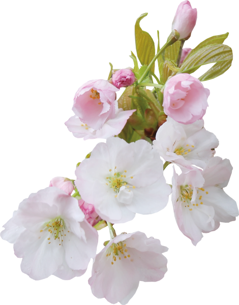 Фотообои на стену Яблоневый цвет