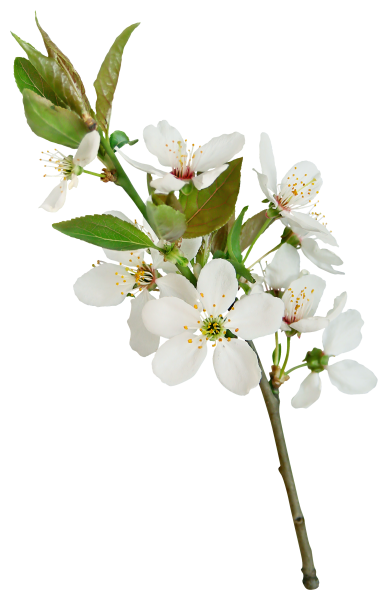 Яблоневый цвет на белом фоне