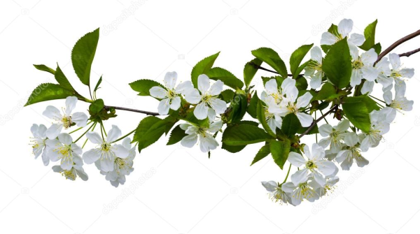 Розовые цветы на белом фоне