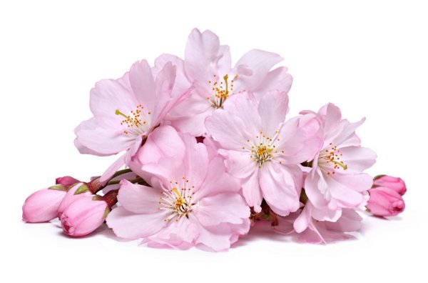 Цветущая вишня на белом фоне