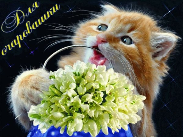 Тебе цветочки для хорошего настроения