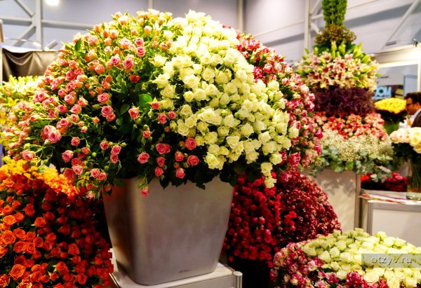 Ассортимент цветов