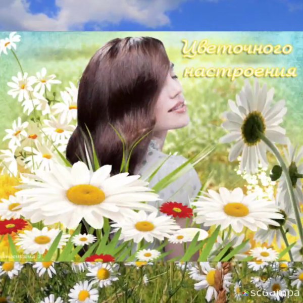 Ромашковое настроение