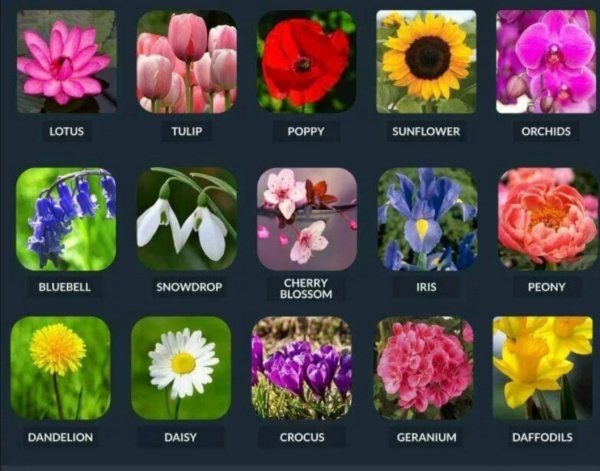 Цветочный бутик