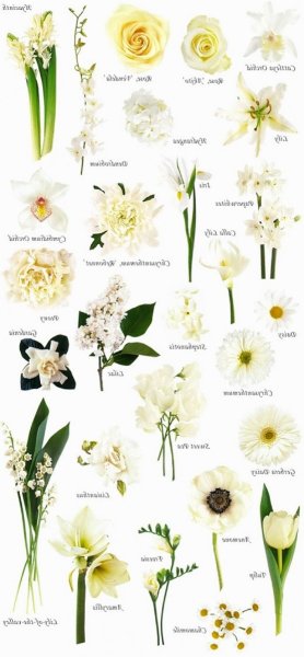 Название цветов цветы