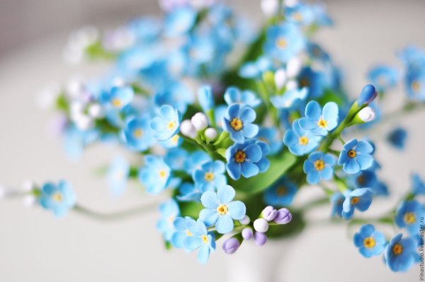 Нежные цветы незабудки