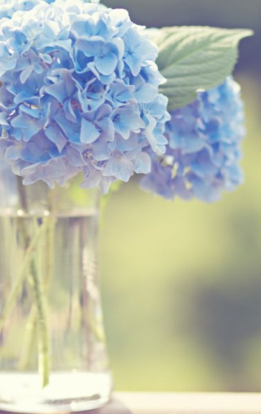 Нежные голубые цветы