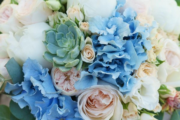 Гортензия с эхеверией