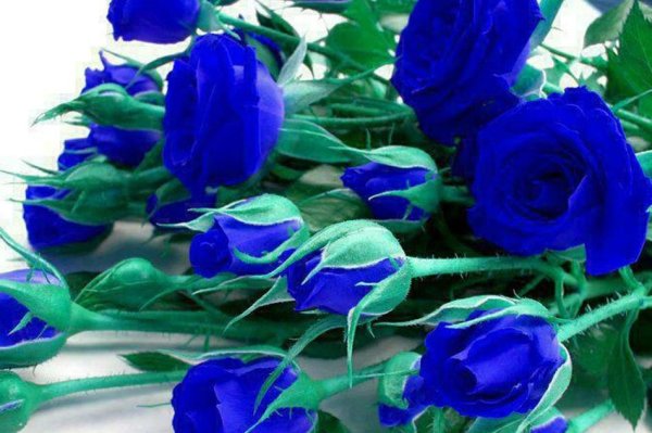 Синие цветы