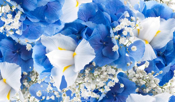 Букет Васильков Эмменгер