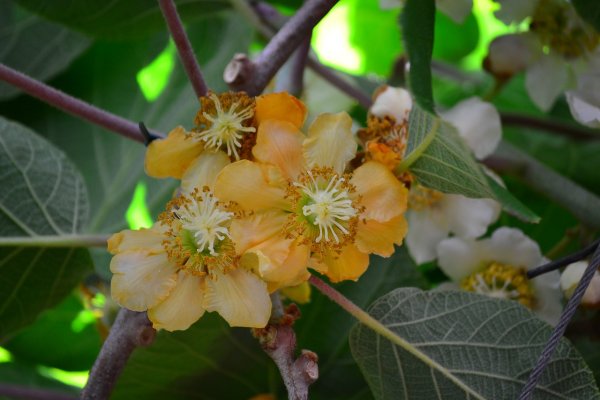 Цветок киви фото