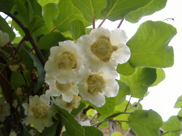 Цветет киви