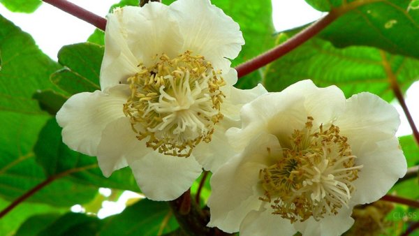 Киви дерево цветет