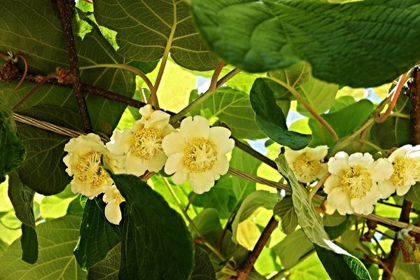 Киви дерево цветет