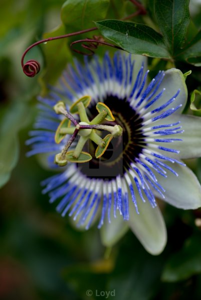 Цветок киви