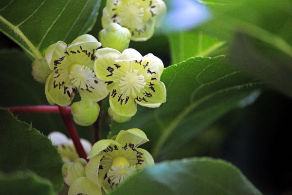 Актинидия аргута цветы