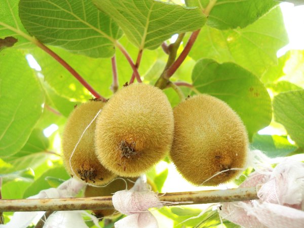 Киви дерево актинидия