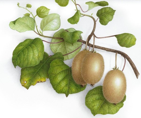 Ботаническая живопись Венсан