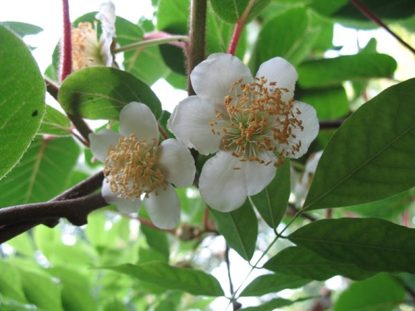 Комнатный цветок киви