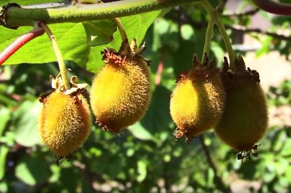 Селекция киви