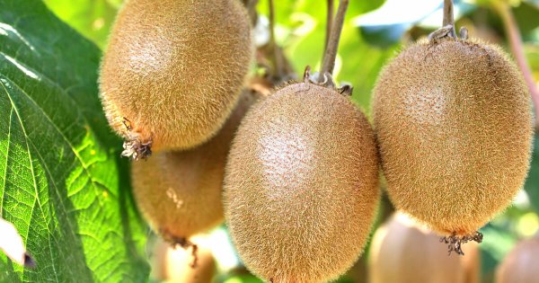 Киви китайская актинидия