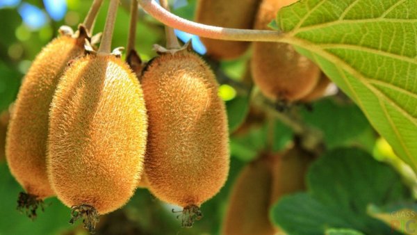 Киви сорт Монти