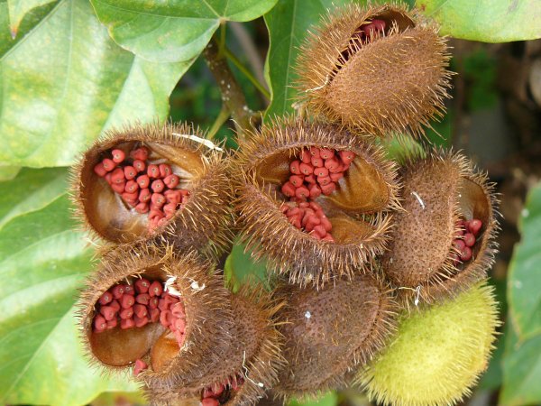 Киви растение