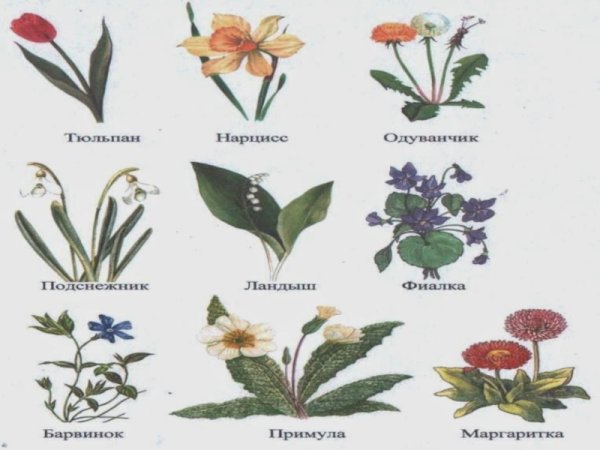Лесные цветы названия для детей