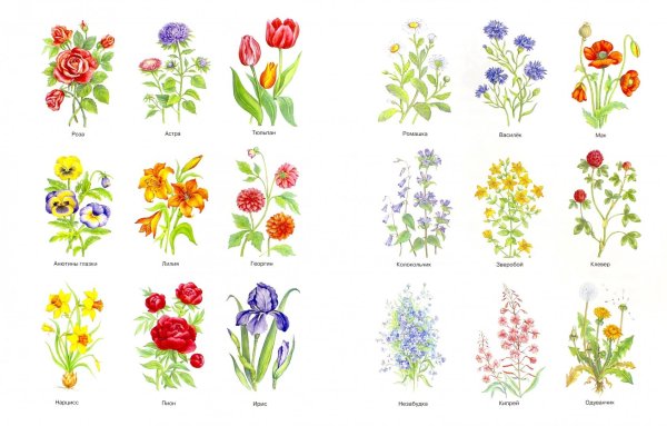 Названия садовых и полевых цветов
