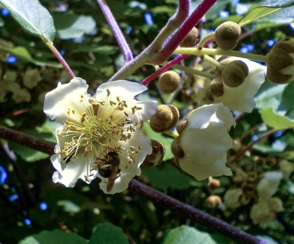 Смоковница цветение