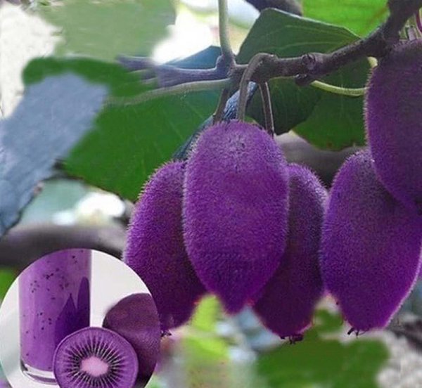 Киви растение