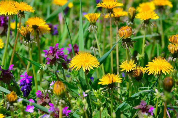 Садовые и луговые цветы