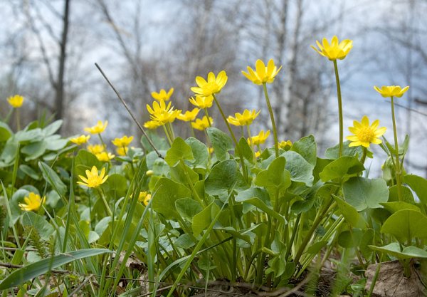 Первоцвет Чистяк