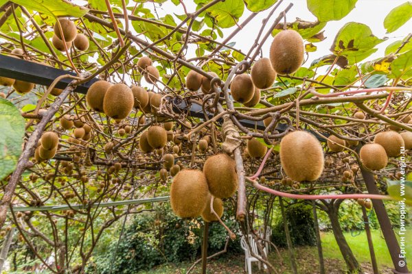 Киви фрукт дерево