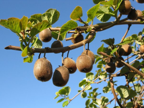 Плантация киви