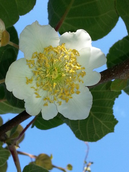 Киви растение фото