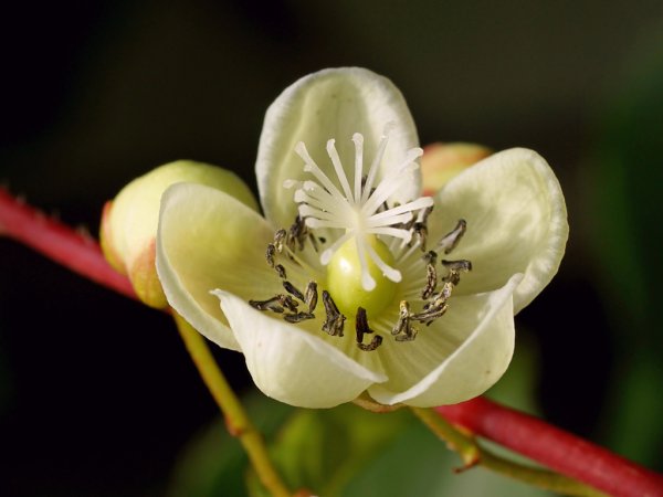 Цветок киви